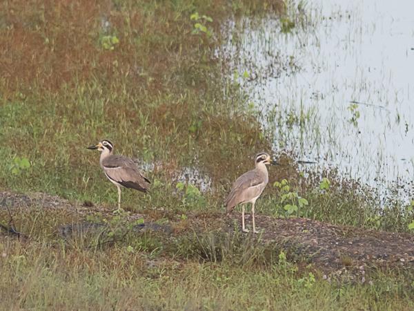 <h3><a href="/trips/srilanka/biota/animalia/chordata/aves/024 charadriiformes/002 burhinidae/esacus recurvirostris/esacus recurvirostris-nl.html">Esacus&nbsp;recurvirostris</a> / Great&nbsp;stone‑curlew / Grote&nbsp;griel</h3>NIKON D500 met AF-S Nikkor 300mm f/2.8G IF-ED VR II, 1/2500 sec  bij F2.8, ISO 1000, afstand 44.6&nbsp;m